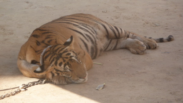 P1050559 Tigres Dumnoen Saduak